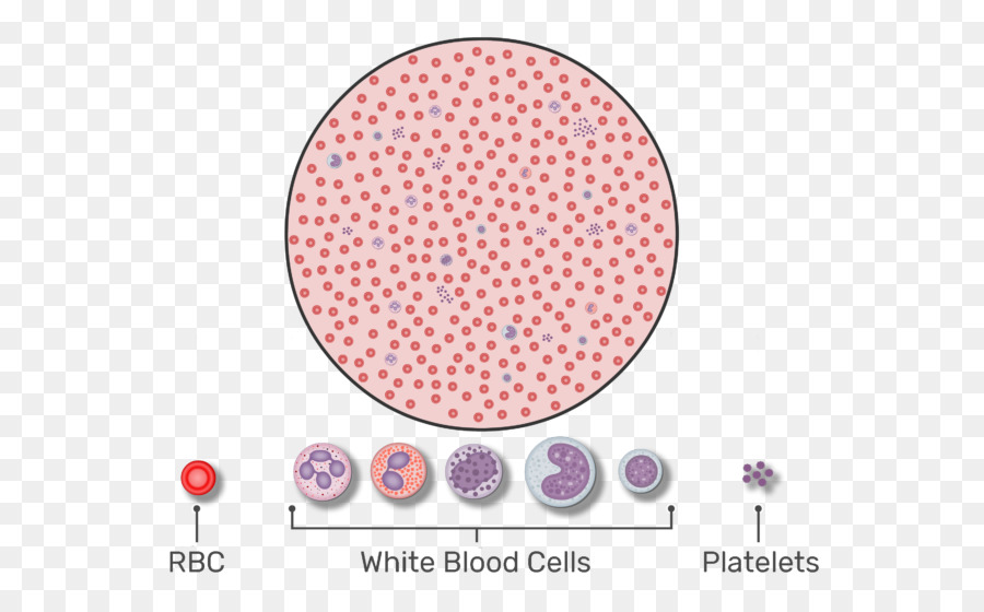 Rote Blutkörperchen, die Weißen Blutkörperchen im Blutbild - Blut