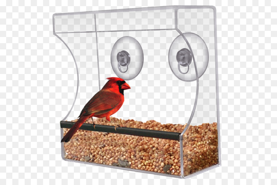 Bird Feeder Squirrel-Fenster Finken - Vogel