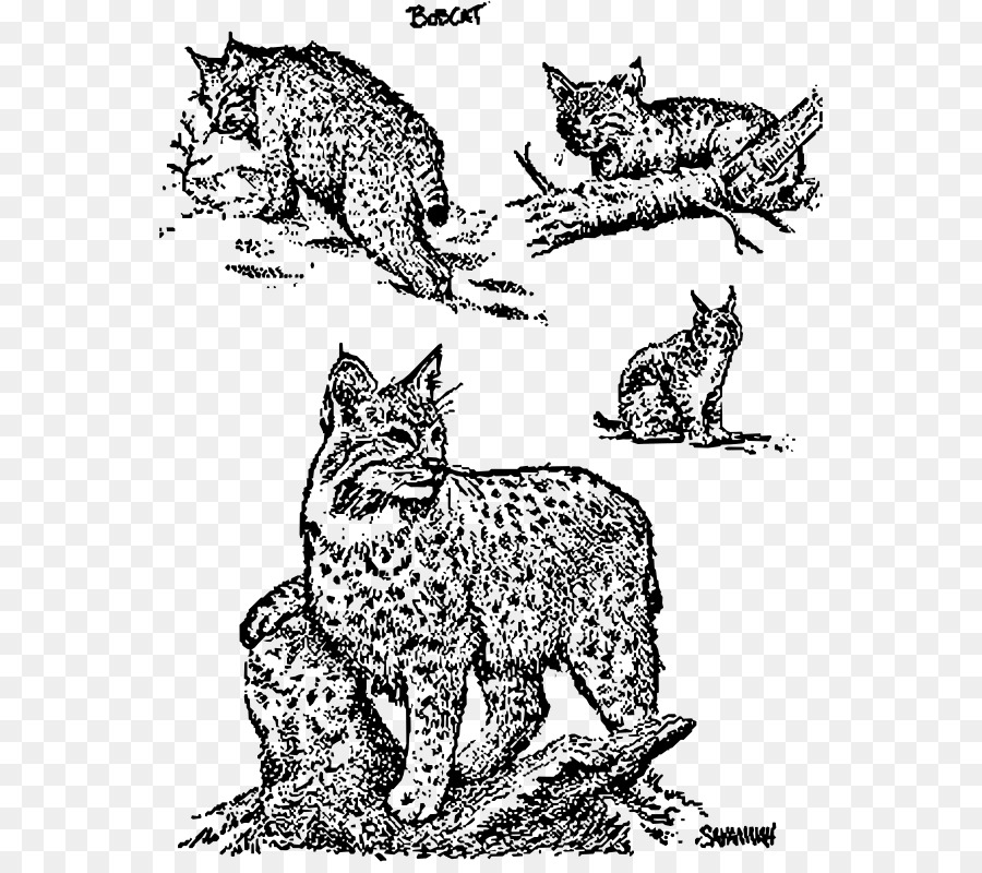 Râu Phi con mèo rừng - con mèo