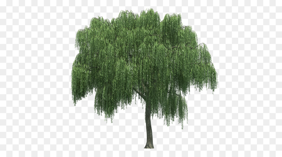 Trauerweide Baum-Wiedergabe - Baum