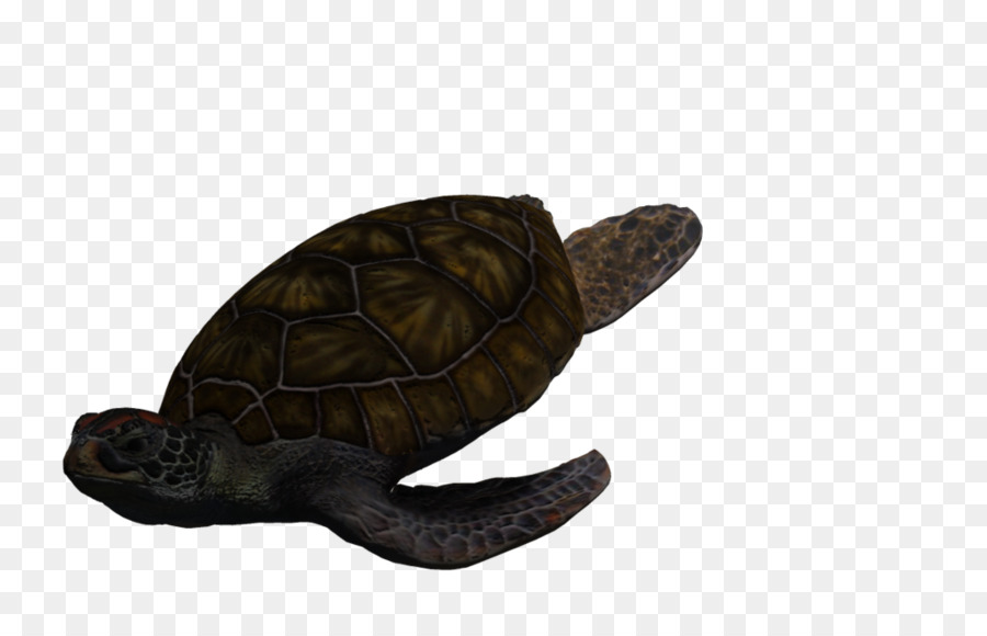 Hộp rùa con rùa biển Xanh Rùa - rùa biển xanh