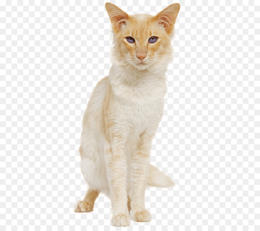 Europäische Kurzhaar Balinesen Katze Burmese cat Australian Mist American Wirehair - Kätzchen