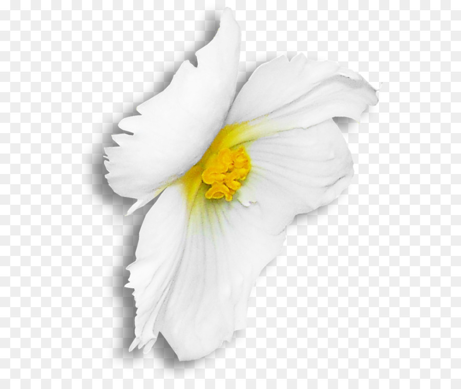 Flower White