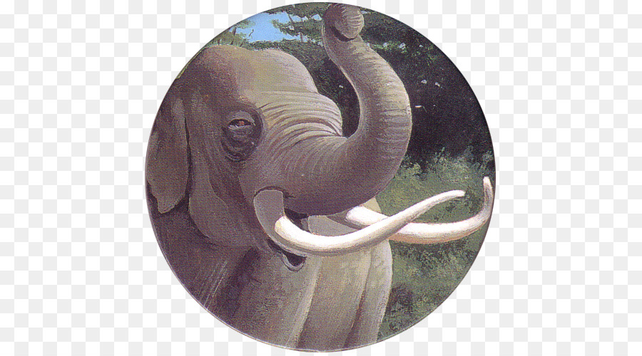 Indiano elefante Africano Zanna di elefante Fauna selvatica - Elefante asiatico