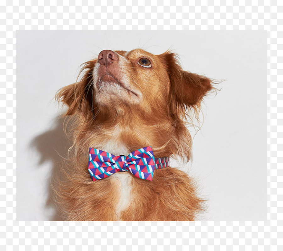 Nova Scotia Duck Tolling Retriever Bow tie Dog breed Companion dog französische Bulldogge - Schmetterling