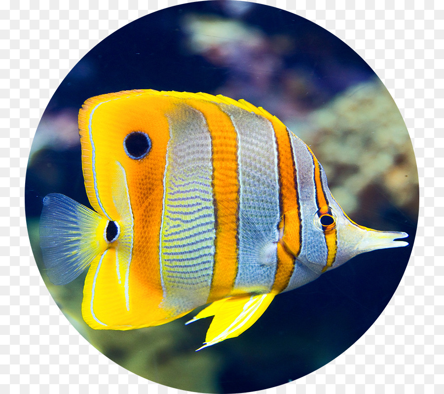 Bể cá: cá Mandarinfish - Reef