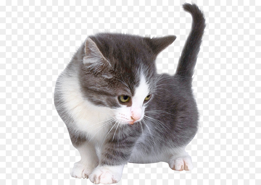 Abessinier Kitten, Burmese Katze britisch Kurzhaar orientalisch Kurzhaar - Kätzchen
