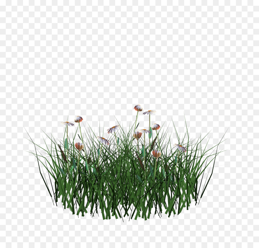 Gräser Blumentopf Kraut Familie - andere