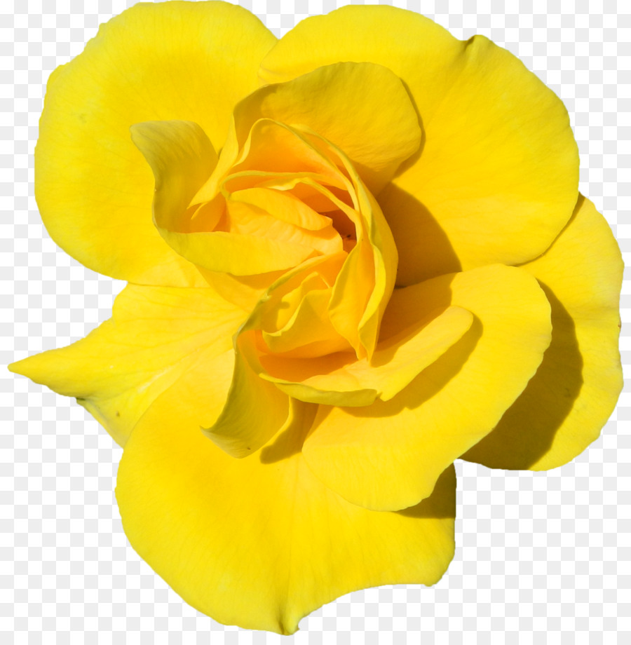 Hoa hồng trong vườn Floribunda Cắt Cánh hoa - Hoa hồng