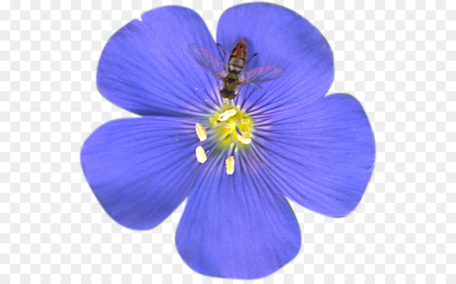 Blume Blau Flachs Tee Raum, Fotografie - blume