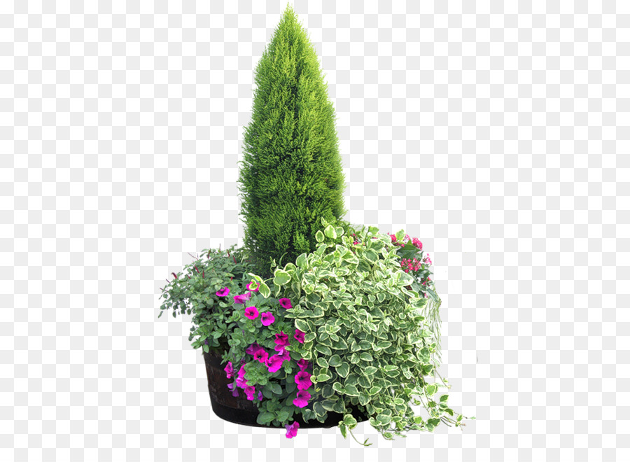 Arbusto Clip art - floristica