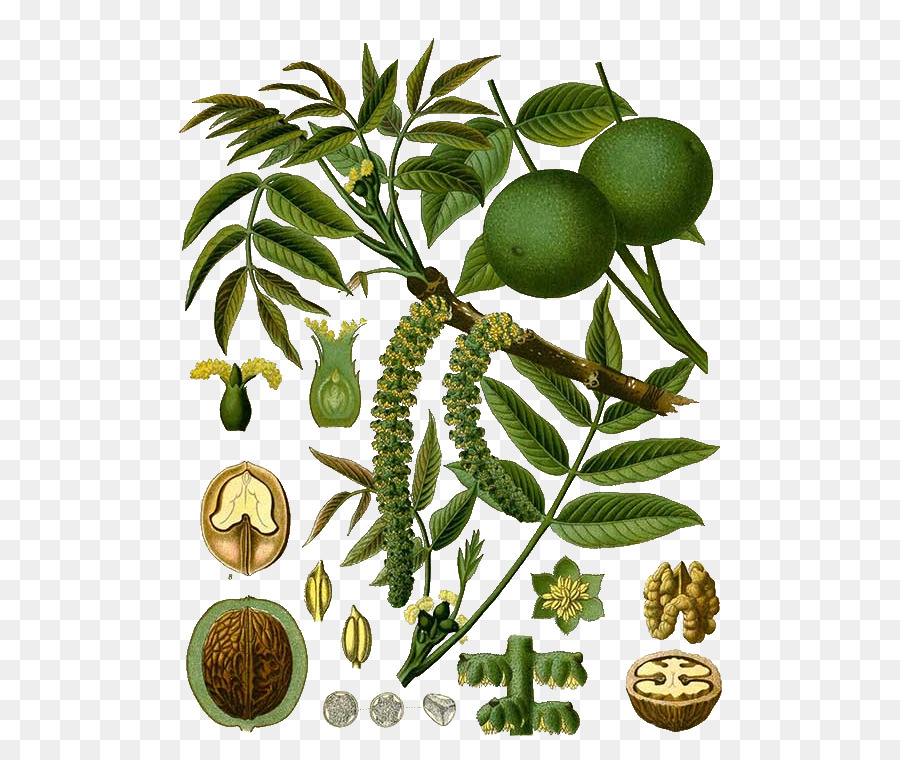 Englisch walnut, Eastern black walnut Kohler ' s medicinal Pflanzen - Walnuss