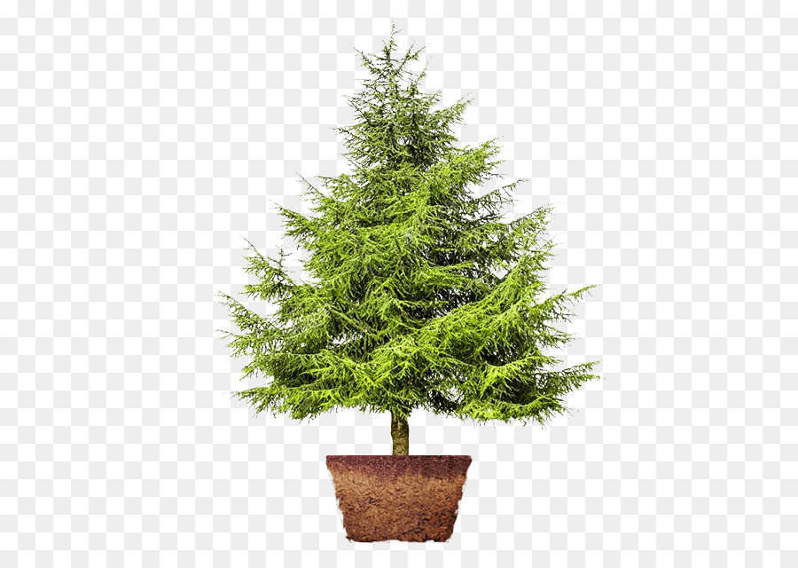 Cedro albero di Natale Artificiale di Pinus thunbergii Abete - albero