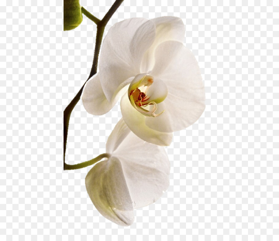 Moth Orchideen Sala de Fiestas Orquidea BAUER Joyeros - branca flor