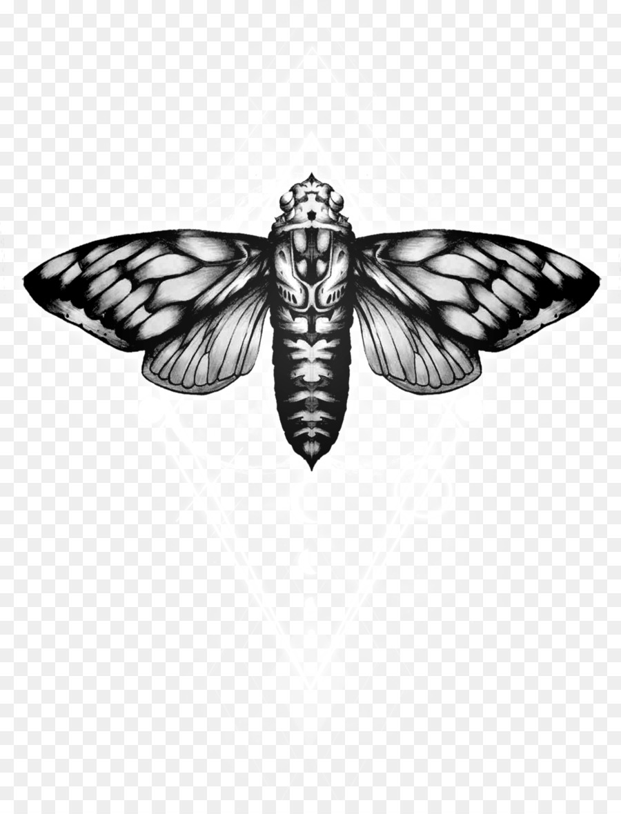Motte Insekt, Flügel Weiß - Insekt