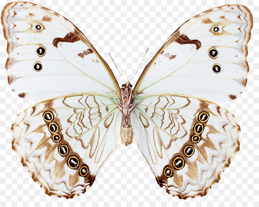 Spazzola zampe farfalle, Farfalla, Insetto Pieridae rosso Sangue vela - farfalla