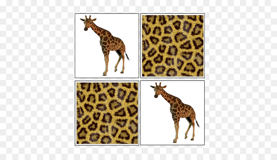 Giraffa Grande gatto animali Terrestri Fauna selvatica - giraffa