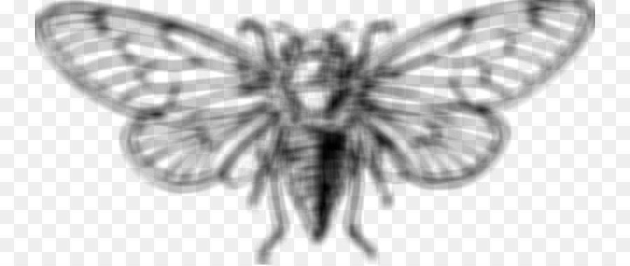 Cicadidae Cicada 3301 Malbuch Zeichnung Insekt Insekt Png Herunterladen 800 378 Kostenlos Transparent Schmetterling Png Herunterladen