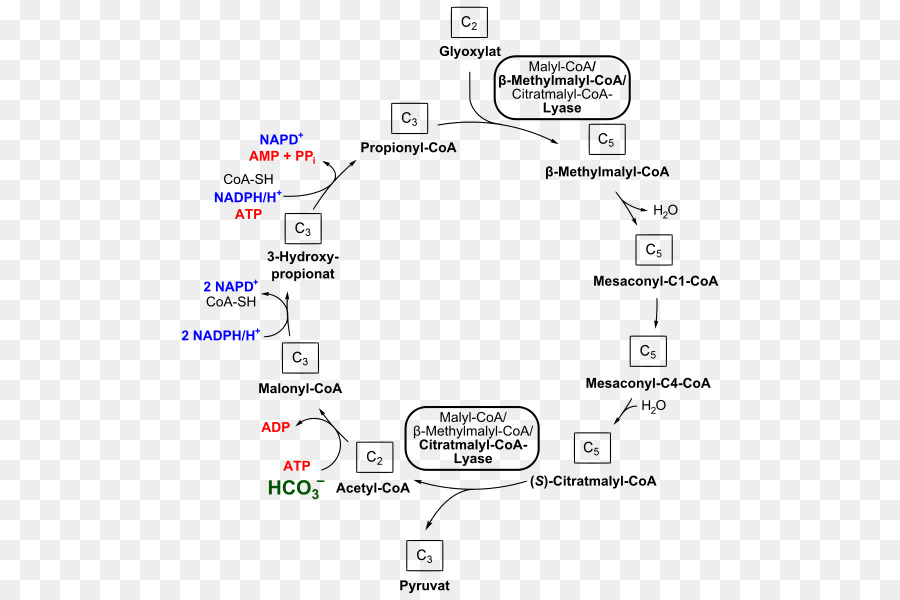 Methylmalonyl-CoA-Propionyl-CoA-3-Hydroxypropionate bicycle-Coenzym A, Succinyl-CoA - Hydro
