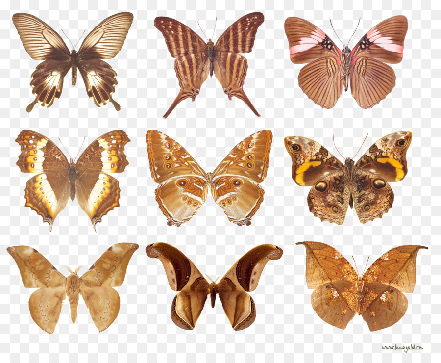 Bàn chân bướm bướm và Bướm đêm động Vật 10.Бабочки - vàng bướm hội