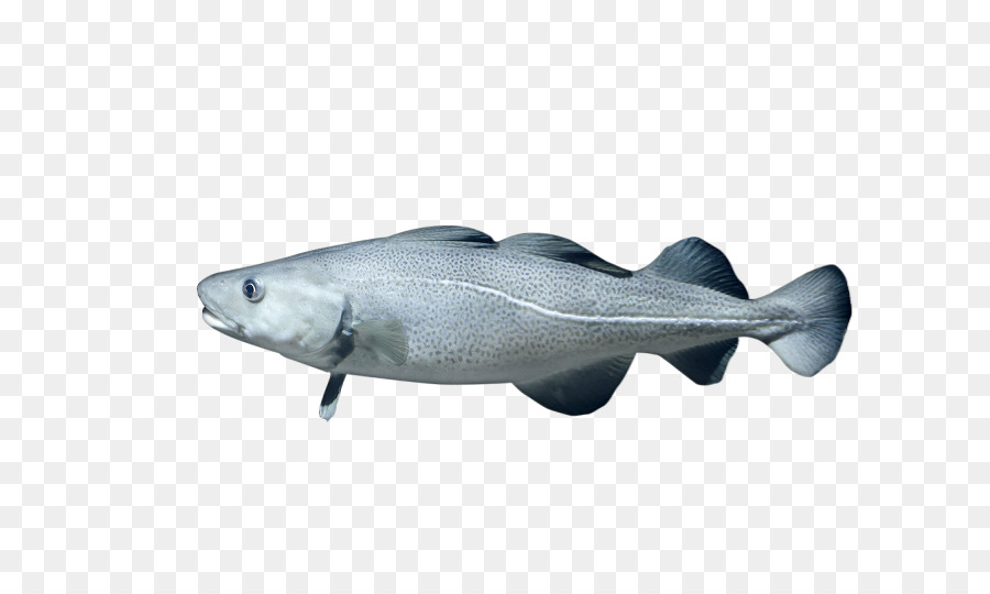 Cod Marine biology Marine mammal fettem Fisch Fauna - atlantische Kabeljau