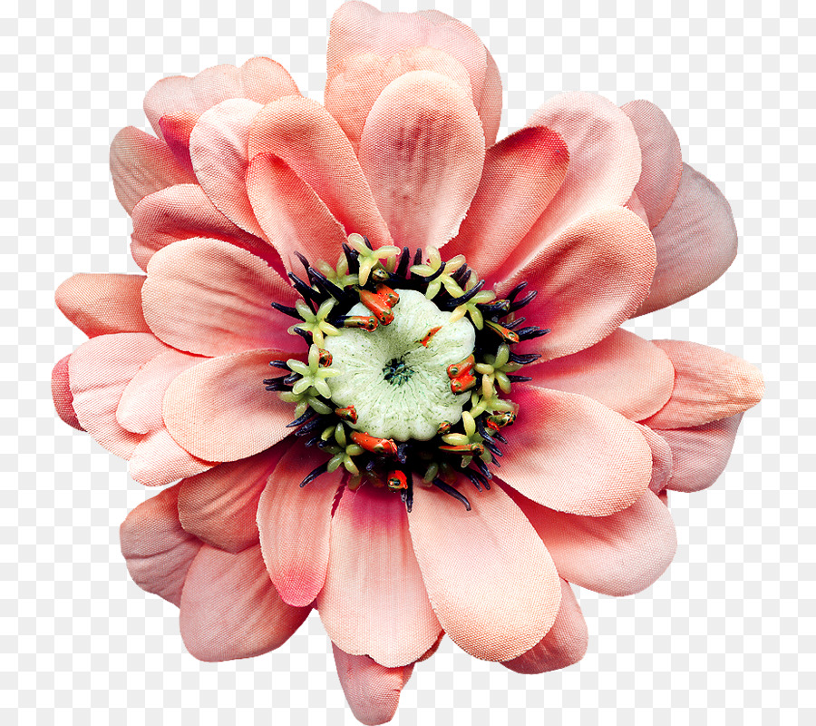 Schnittblumen Zedge Blütenblatt Werbung - andere