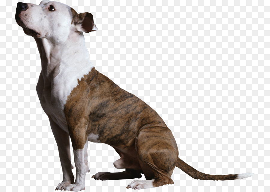 Clicker training für Hunde, Labrador Retriever, Golden Retriever Welpen, Wettbewerbsfähige Gehorsam Ausbildung für den Kleinen Hund - haustiere