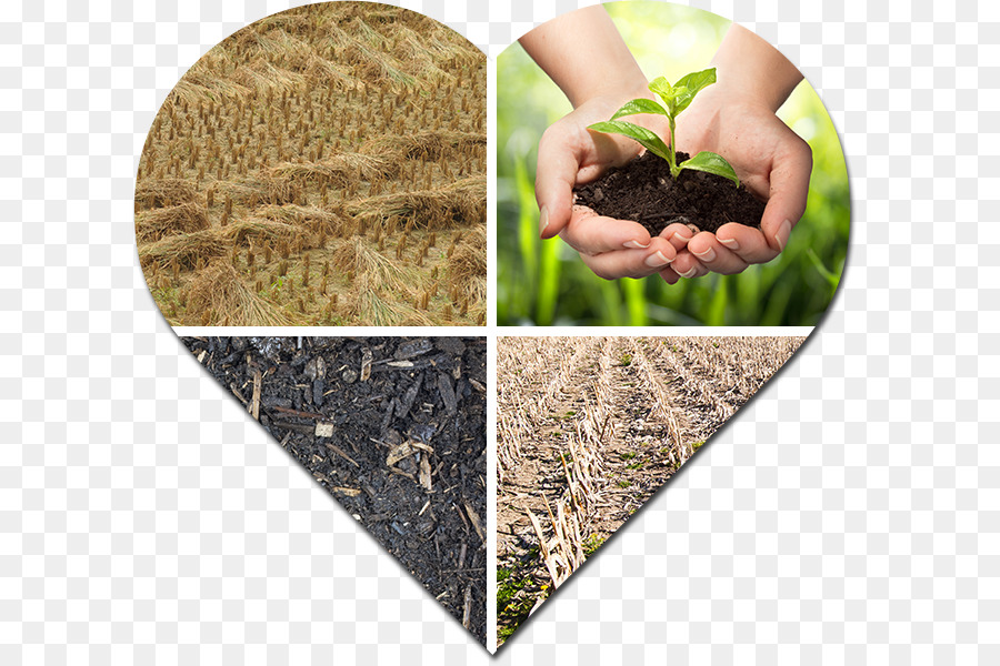 Suvidhi Branchen, Natürliche Umwelt, Pflanze, Natur, Nachhaltigkeit - andere