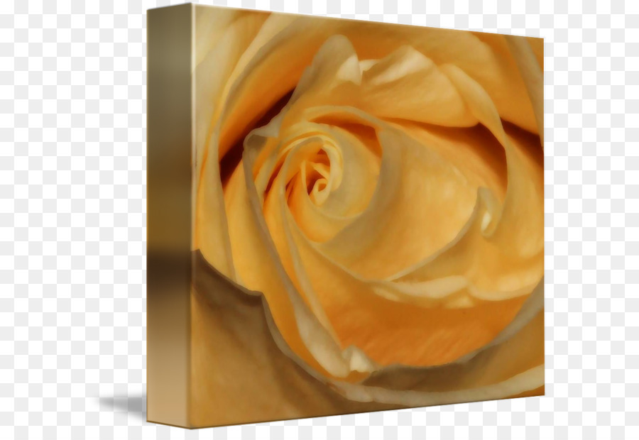 Giardino di rose Petal Close up - crema alla vaniglia