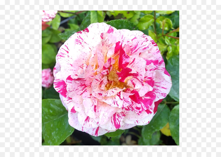 Französische rose, Kohl-rose, Floribunda Memorial rose japanische Kamelie - Englische rose