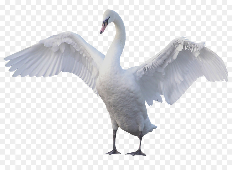 Goose Tắt tiếng swan Chim thiên nga Đen - Ngỗng