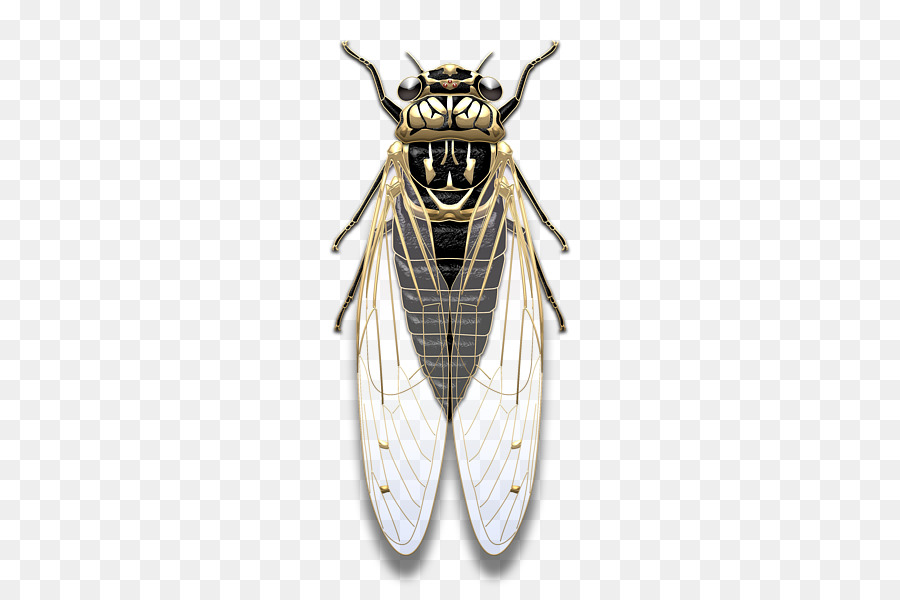Insetto ala Vera bug Cicadoidea Impollinatore - insetto