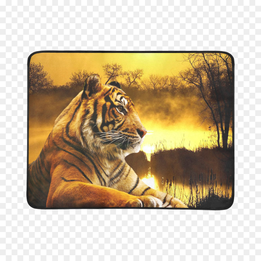 Lion Clemson University, Clemson Tigers Fußball Cat Tiger Wallpapers - Sonnenuntergang am Strand
