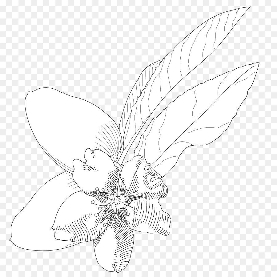Line-art Insekten-Petal-Skizze - mandel