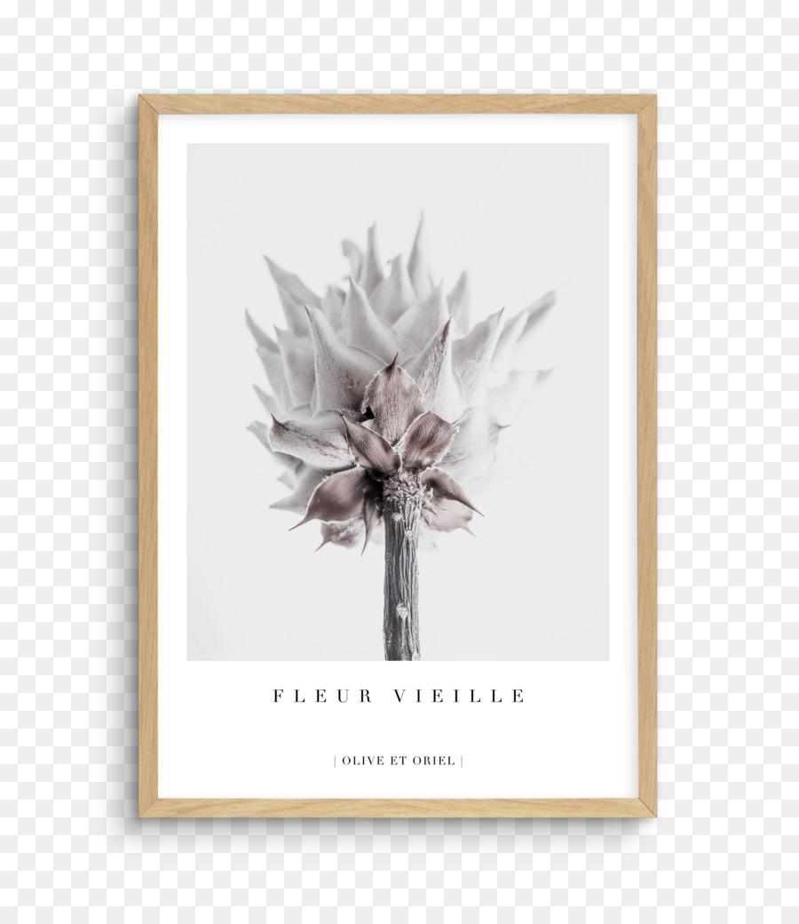 King protea fiori recisi Petalo fantasia Floreale - fiore