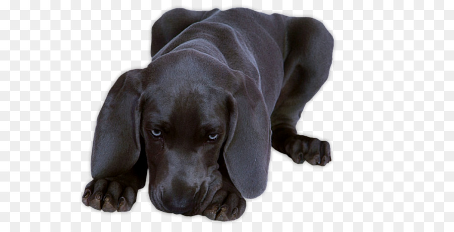 Labrador Ti Nhiếp ảnh giống Chó con Chó con - vật nuôi