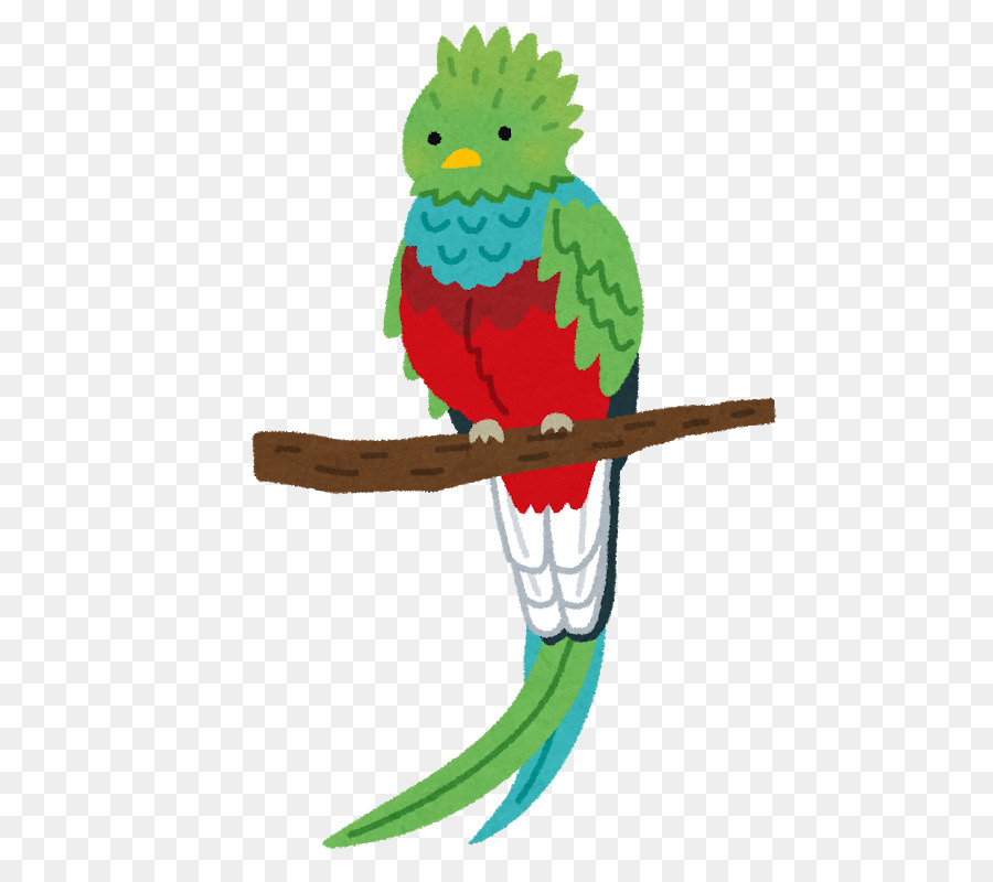 Quetzal splendente いらすとや Uccello Ara - uccello
