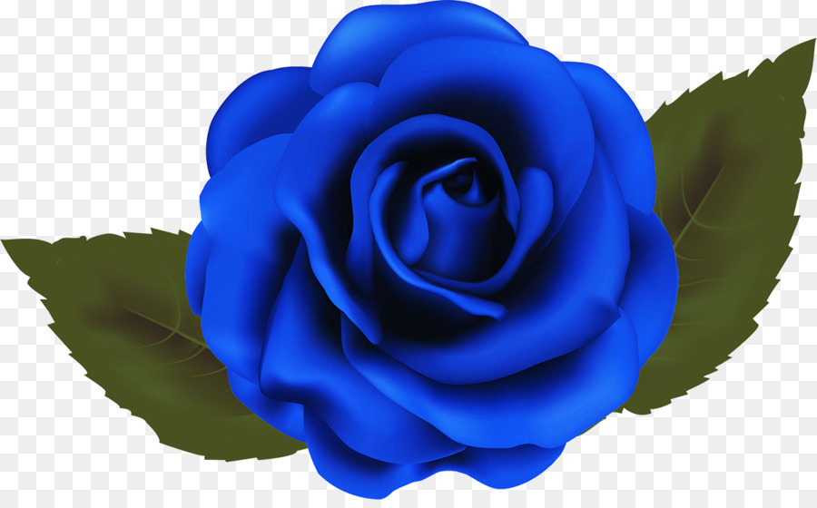 Giardino delle rose Blu, rose Spiaggia rosa centifoglia - Una rosa blu
