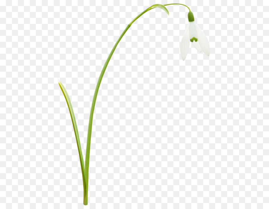 Gräser, Blatt, Blütenblatt Pflanze-Stiel - Blatt