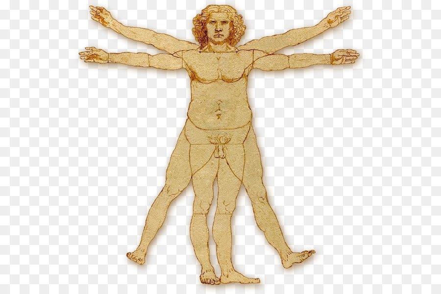 L'Uomo vitruviano di Homo sapiens corpo Umano Mento - Uomo Vitruviano