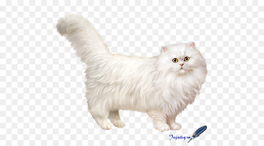 Gatto persiano Asiatici a pelo Semi-lungo di Munchkin gatto American Curl Cymric - gattino