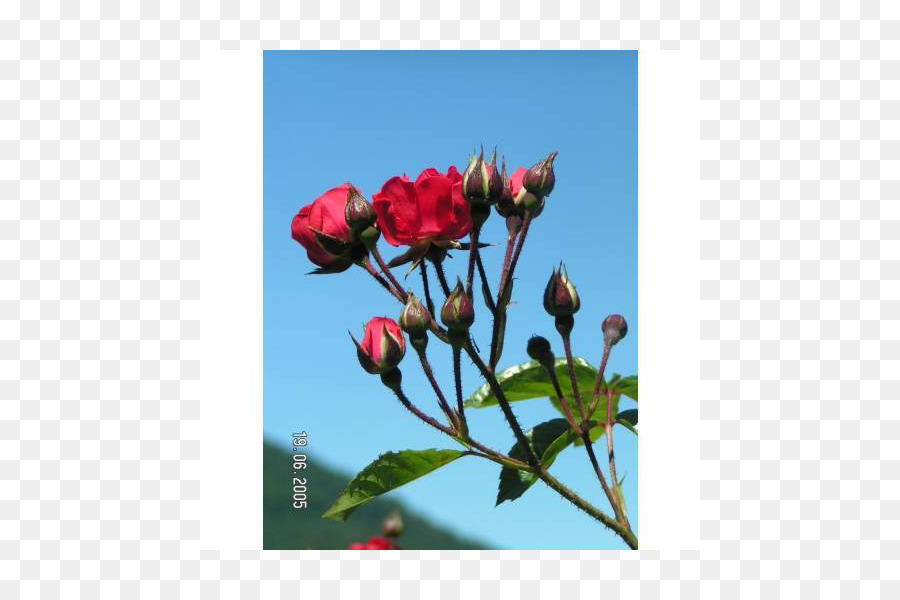 Blütenblatt der Rose-Familie, Knospe, Pflanze, Stängel Krautiger Pflanzen - Rose