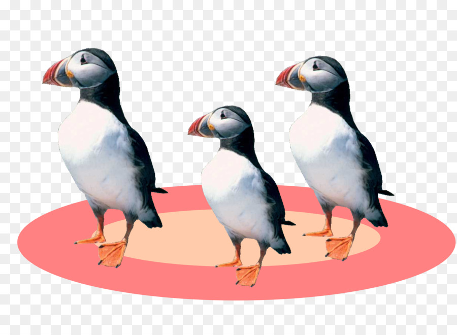 Puffin Chim Cánh Cụt Con Ngỗng Cygnini Vịt - Chim cánh cụt