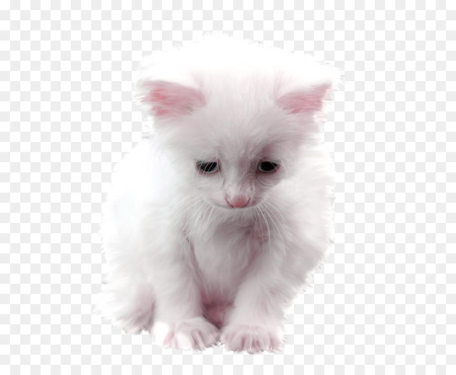 Perserkatze Asian Semi-Langhaar Türkisch Angora Ragamuffin-Katze American Curl - Kätzchen