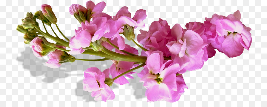 fiore viola - fiore