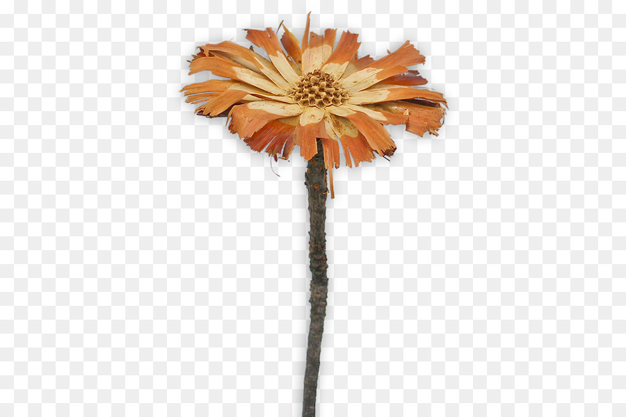 Sugarbushes Transvaal daisy Thông repens Cắt hoa Thông compacta - one