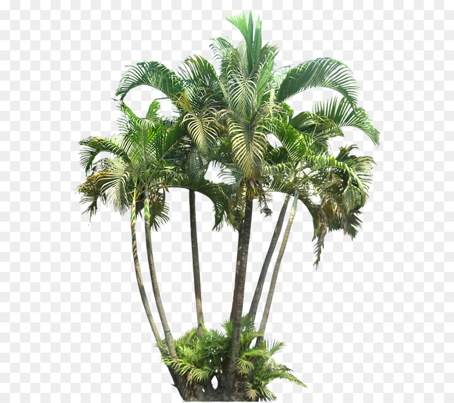 Areca palm Arecaceae Dypsis decaryi Subtropicali - albero