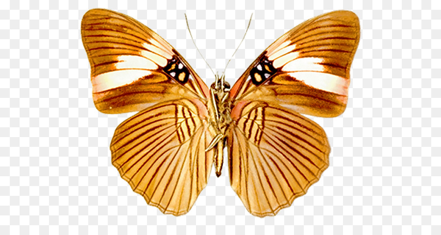 Animation Download ClipArt - Schmetterlinge