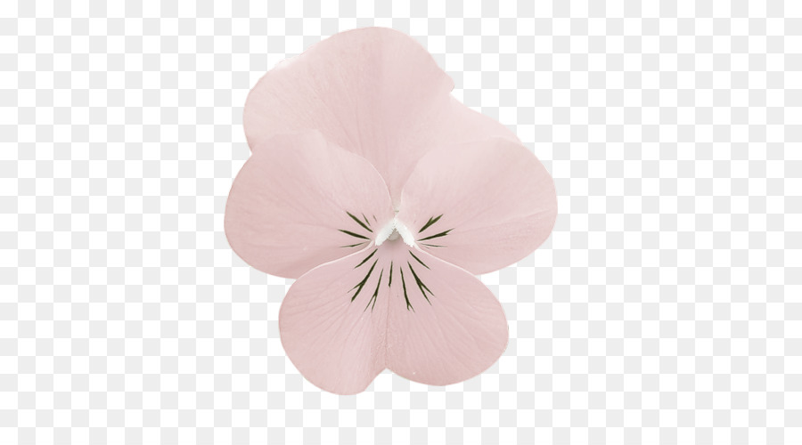 Pansy Motten Orchideen-Pink M - Nenuphar
