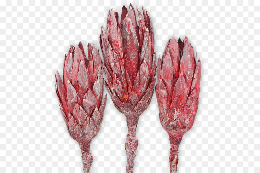 Sugarbushes Protea repens Trockenblume Stipe Natur - Protea
